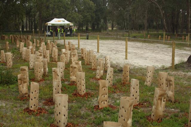 plant guards in a paddock after a planting event