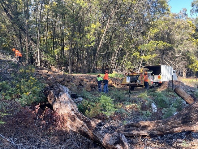 team of workers chipping invasive trees Black Wattle