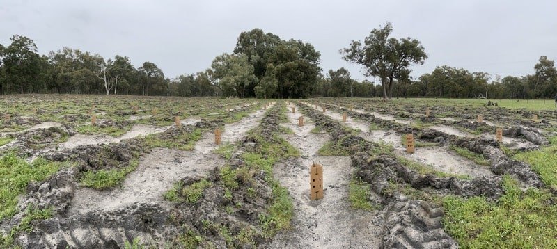 revegetation site