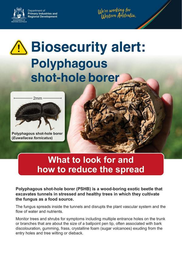 fact sheet for shot-hole borer