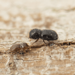 shot-hole borers on a tree trunk
