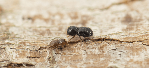 shot-hole borers on a tree trunk
